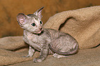 Peterbald Ktzchen