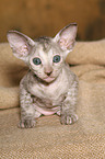 Peterbald Ktzchen