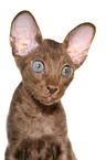 Peterbald Ktzchen