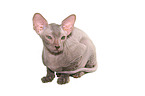 Peterbald Ktzchen