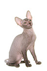 Peterbald Ktzchen