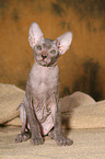 Peterbald Ktzchen