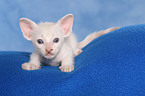 Peterbald Ktzchen