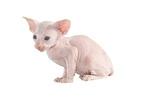 Peterbald Ktzchen