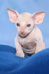 Peterbald Ktzchen