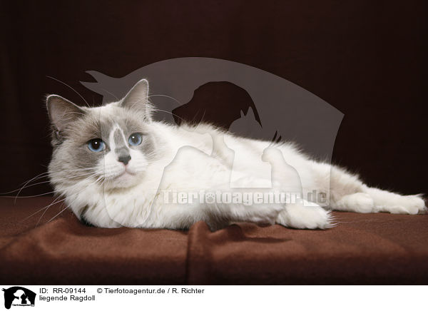 liegende Ragdoll / lying Ragdoll / RR-09144