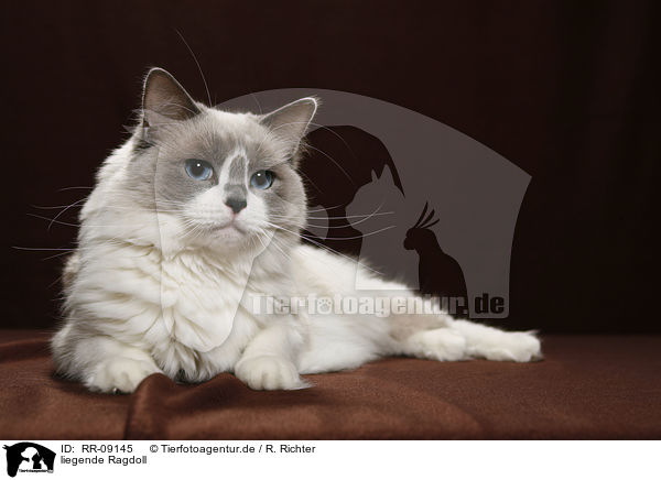 liegende Ragdoll / lying Ragdoll / RR-09145