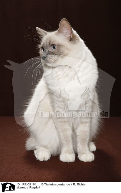 sitzende Ragdoll / sitting Ragdoll / RR-09161