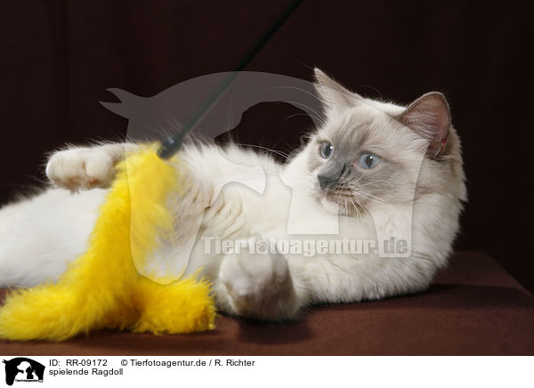 spielende Ragdoll / playing Ragdoll / RR-09172