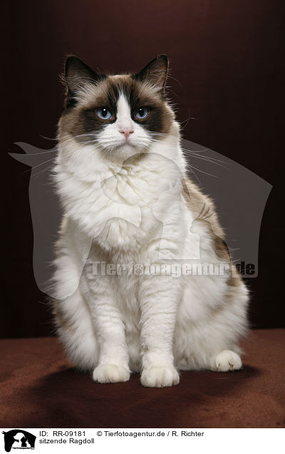 sitzende Ragdoll / sitting Ragdoll / RR-09181