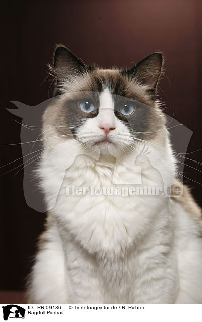 Ragdoll Portrait / Ragdoll Portrait / RR-09186