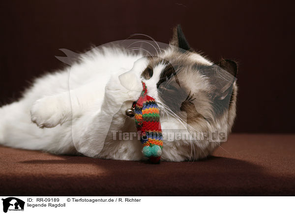 liegende Ragdoll / lying Ragdoll / RR-09189