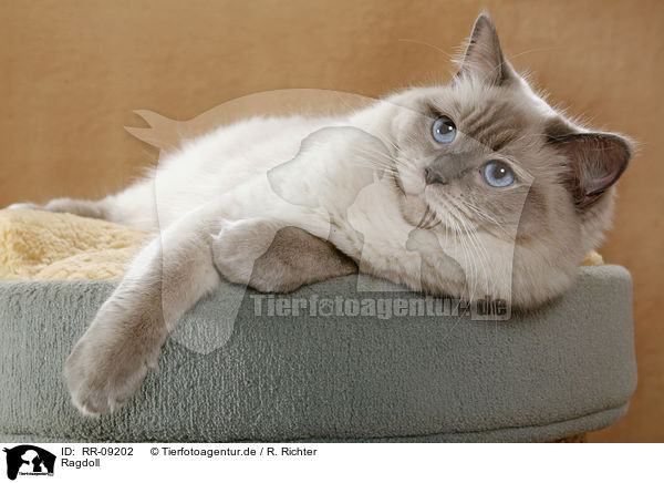 Ragdoll / Ragdoll / RR-09202