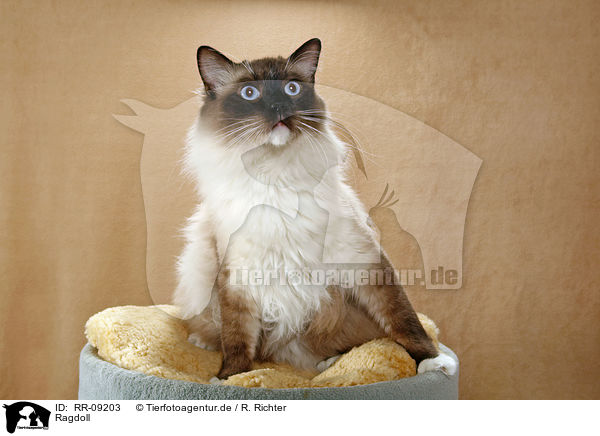 Ragdoll / Ragdoll / RR-09203