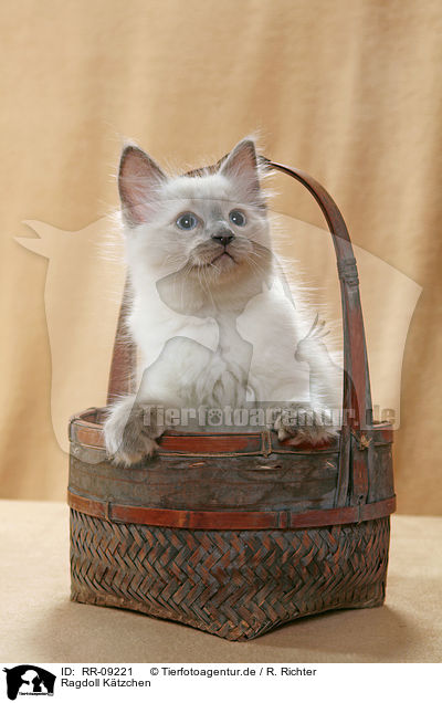 Ragdoll Ktzchen / Ragdoll Kitten / RR-09221