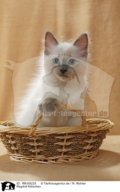 Ragdoll Ktzchen / Ragdoll Kitten / RR-09225