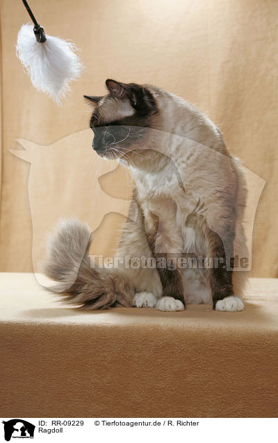 Ragdoll / Ragdoll / RR-09229
