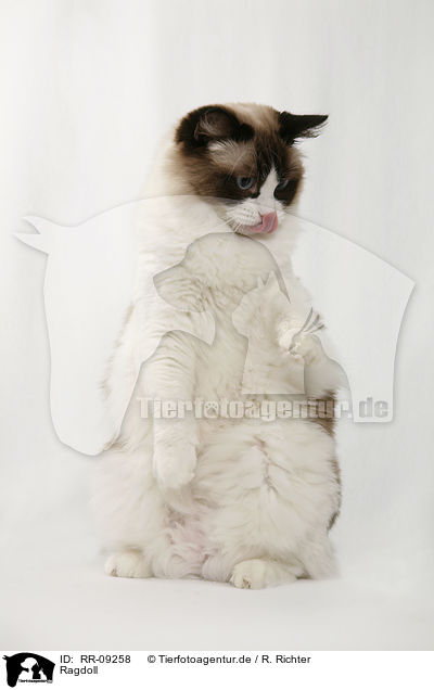 Ragdoll / RR-09258