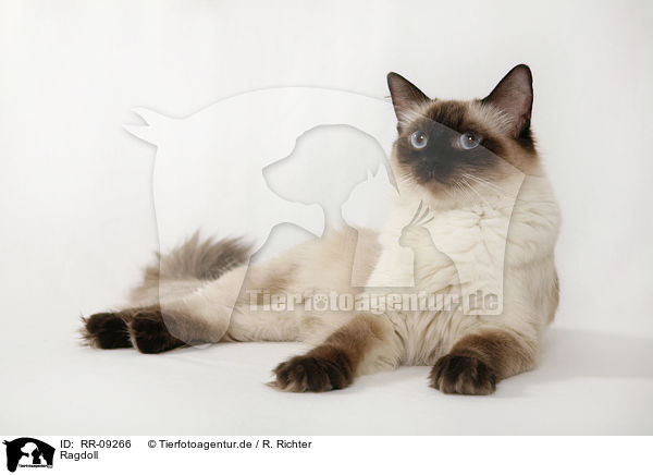 Ragdoll / RR-09266