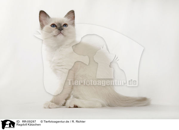 Ragdoll Ktzchen / Ragdoll Kitten / RR-09287