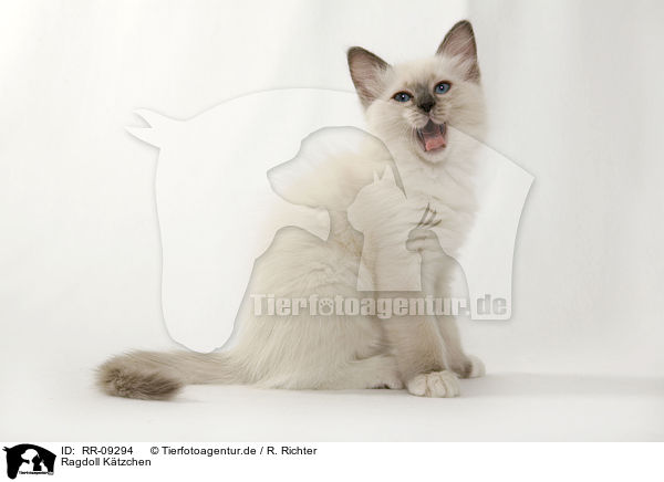 Ragdoll Ktzchen / Ragdoll Kitten / RR-09294