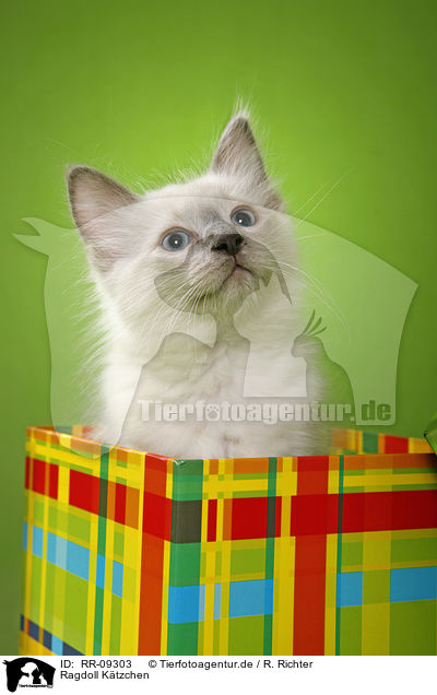 Ragdoll Ktzchen / Ragdoll Kitten / RR-09303