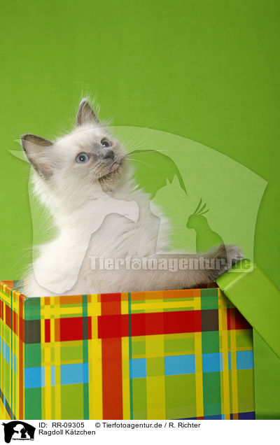 Ragdoll Ktzchen / Ragdoll Kitten / RR-09305