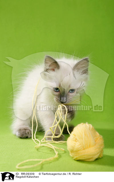 Ragdoll Ktzchen / Ragdoll Kitten / RR-09309