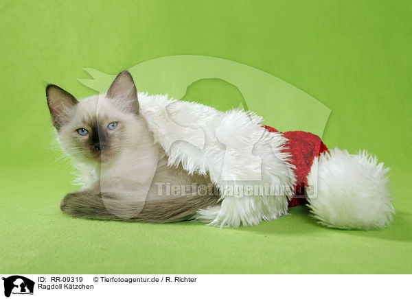 Ragdoll Ktzchen / RR-09319