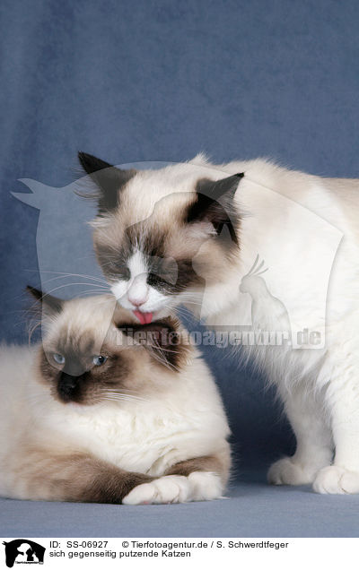 sich gegenseitig putzende Katzen / 2 Ragdolls / SS-06927