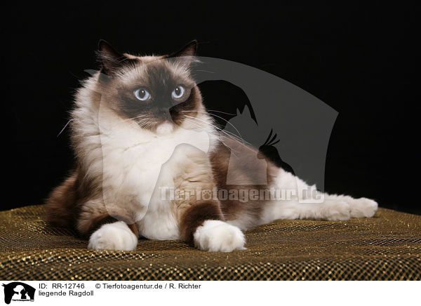 liegende Ragdoll / lying Ragdoll / RR-12746