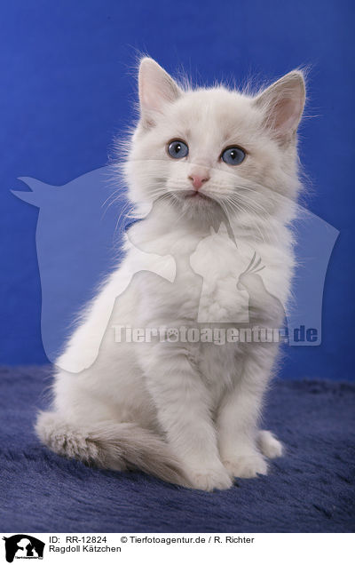 Ragdoll Ktzchen / Ragdoll Kitten / RR-12824