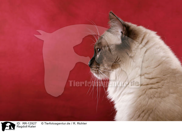 Ragdoll Kater / Ragdoll tomcat / RR-12927
