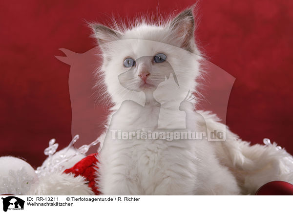 Weihnachtsktzchen / kitten / RR-13211