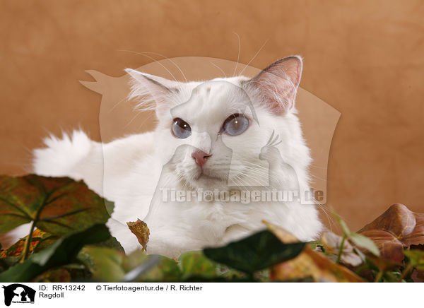 Ragdoll / Ragdoll / RR-13242