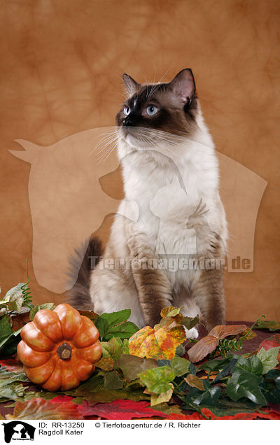 Ragdoll Kater / Ragdoll tomcat / RR-13250