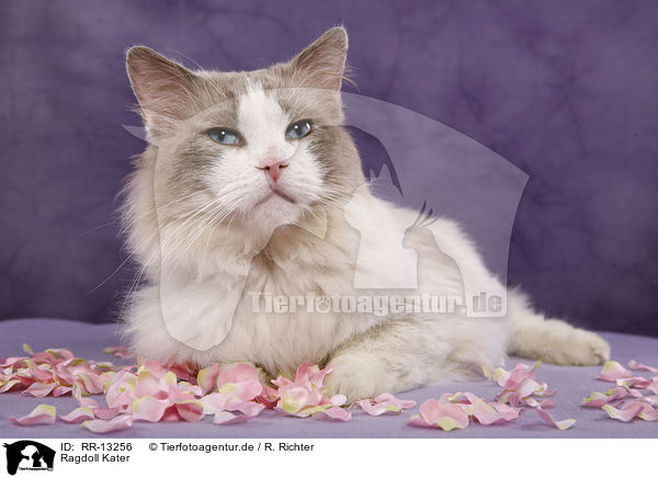 Ragdoll Kater / Ragdoll tomcat / RR-13256