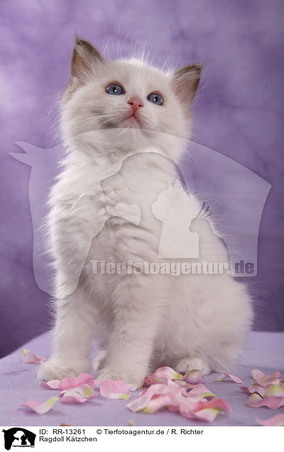 Ragdoll Ktzchen / Ragdoll kitten / RR-13261