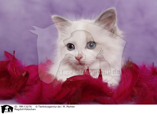 Ragdoll Ktzchen / Ragdoll kitten / RR-13278