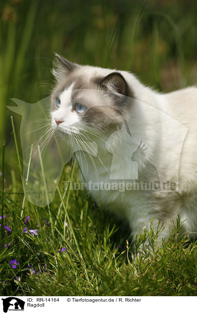 Ragdoll / Ragdoll / RR-14164