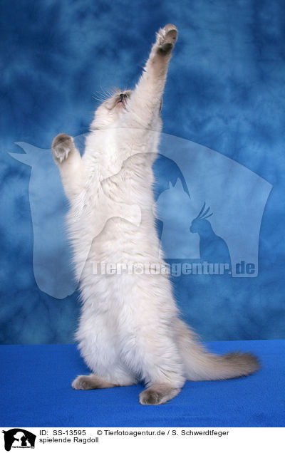 spielende Ragdoll / SS-13595