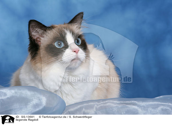 liegende Ragdoll / lying Ragdoll / SS-13681
