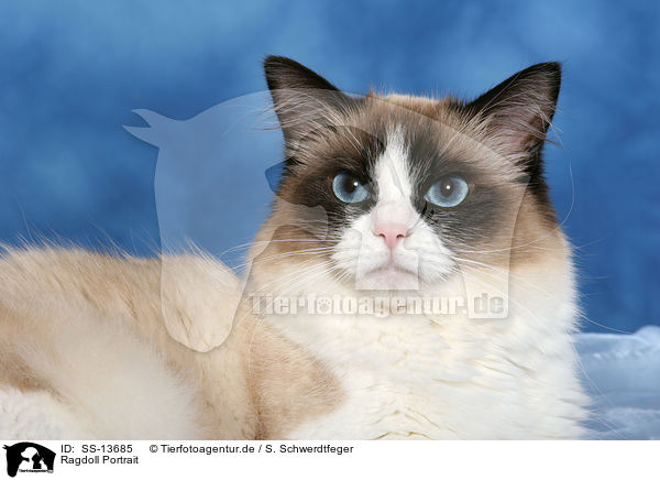 Ragdoll Portrait / Ragdoll Portrait / SS-13685