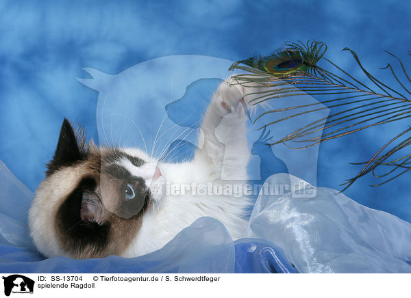 spielende Ragdoll / playing Ragdoll / SS-13704