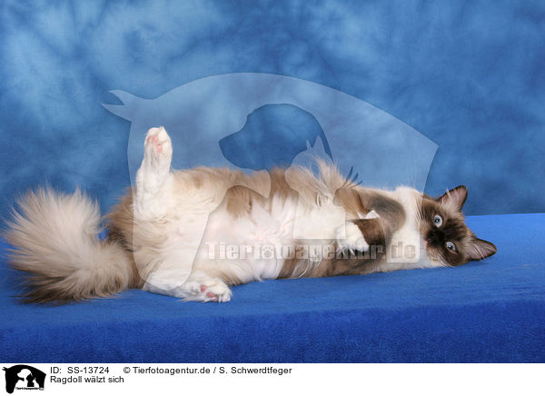 Ragdoll wlzt sich / rolling Ragdoll / SS-13724
