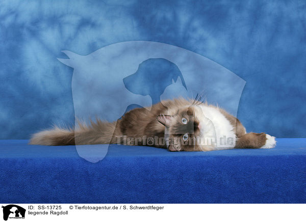 liegende Ragdoll / lying Ragdoll / SS-13725