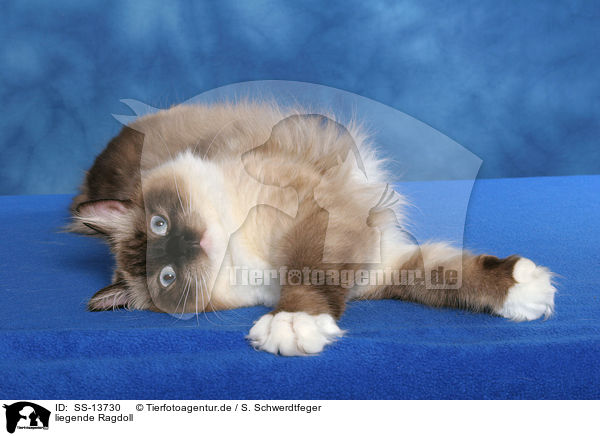 liegende Ragdoll / lying Ragdoll / SS-13730