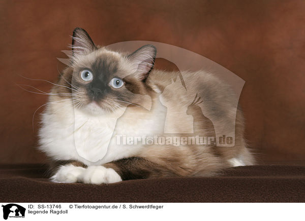 liegende Ragdoll / lying Ragdoll / SS-13746