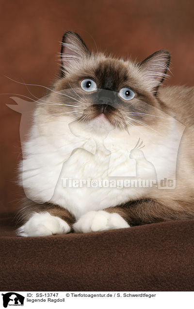 liegende Ragdoll / lying Ragdoll / SS-13747