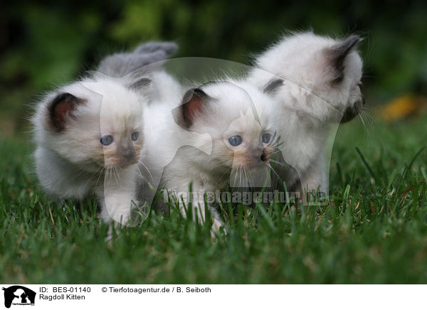 Ragdoll Kitten / BES-01140